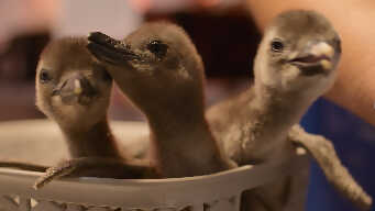 The Penguin Chick