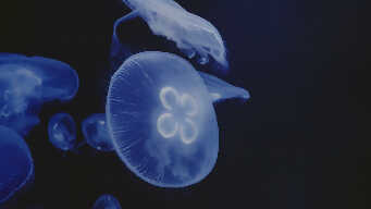 Medusas en un acuario