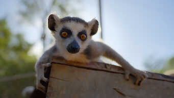 The Lemur Pup