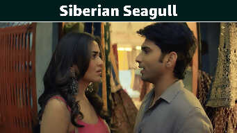 Siberian Seagull