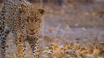 African Water Worlds