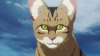 Everything Becomes Cat