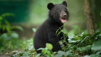 The Moon Bear Cub