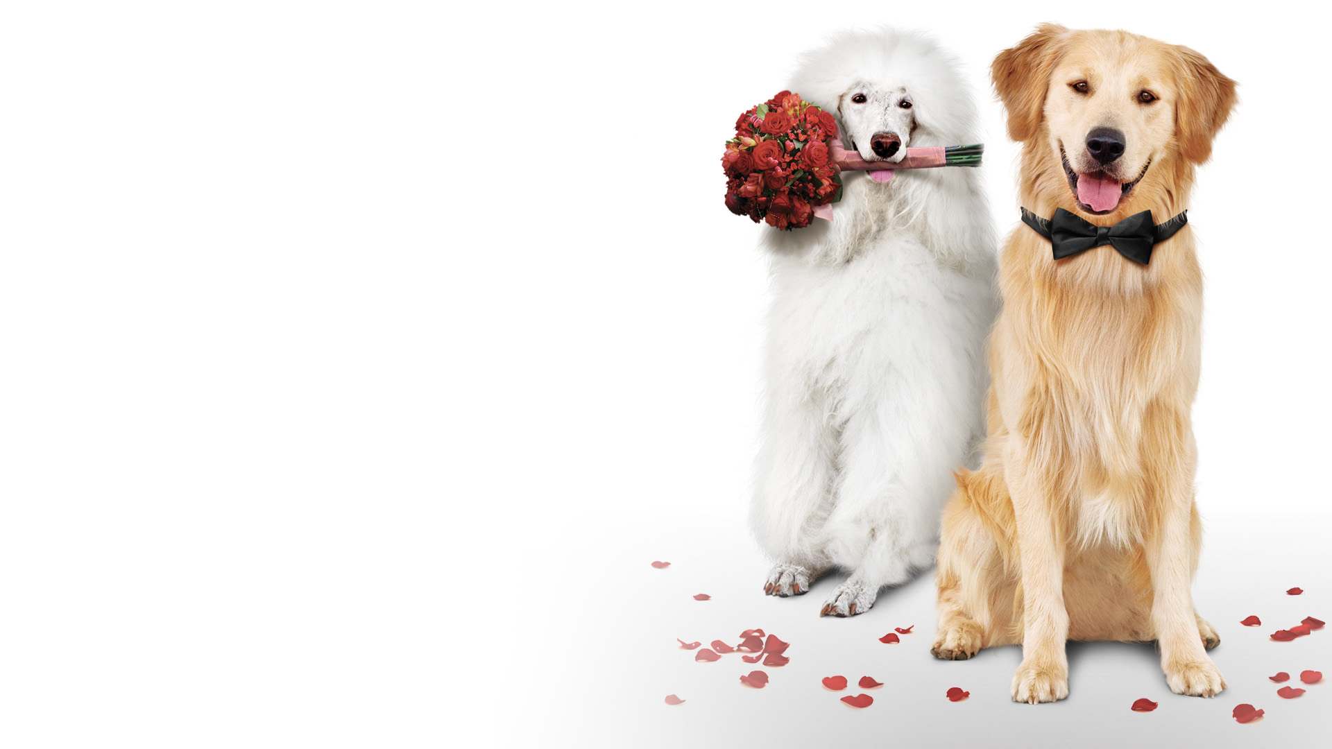 a Christmas Wedding Tail